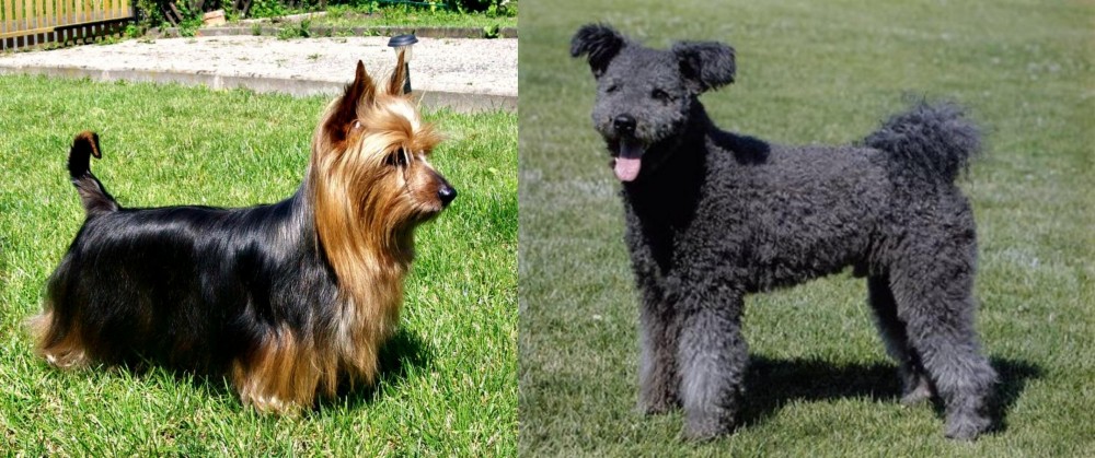 Pumi vs Australian Silky Terrier - Breed Comparison