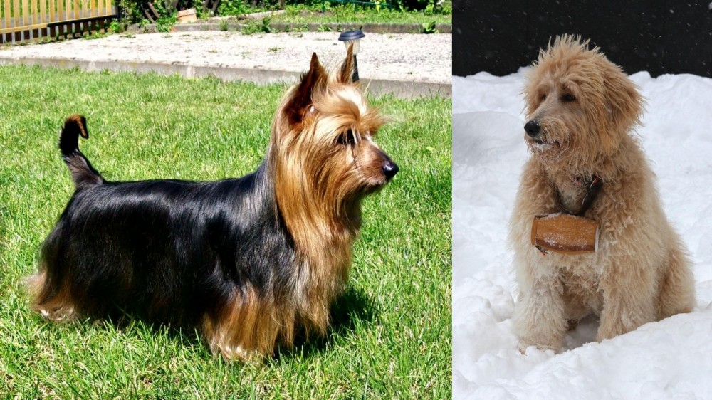 Pyredoodle vs Australian Silky Terrier - Breed Comparison