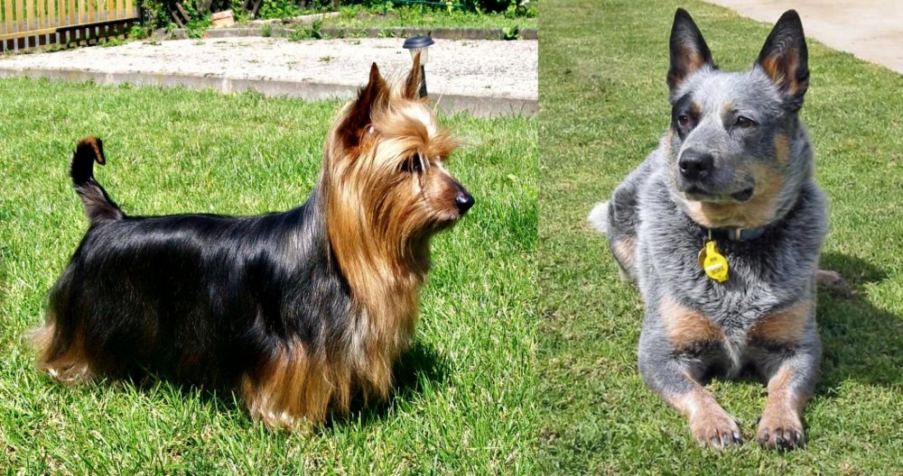 Queensland Heeler vs Australian Silky Terrier - Breed Comparison