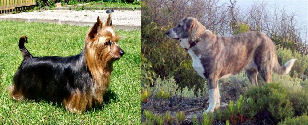 Rafeiro do Alentejo vs Australian Silky Terrier - Breed Comparison