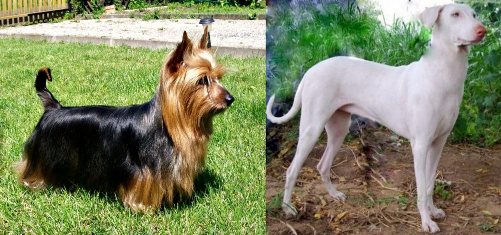 Rajapalayam vs Australian Silky Terrier - Breed Comparison