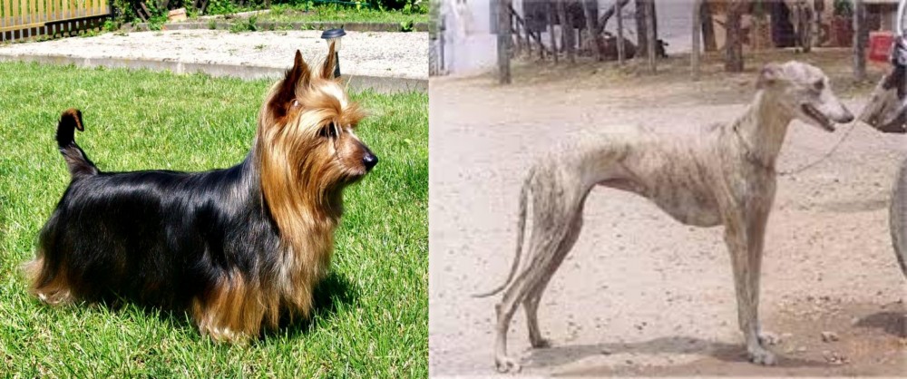 Rampur Greyhound vs Australian Silky Terrier - Breed Comparison
