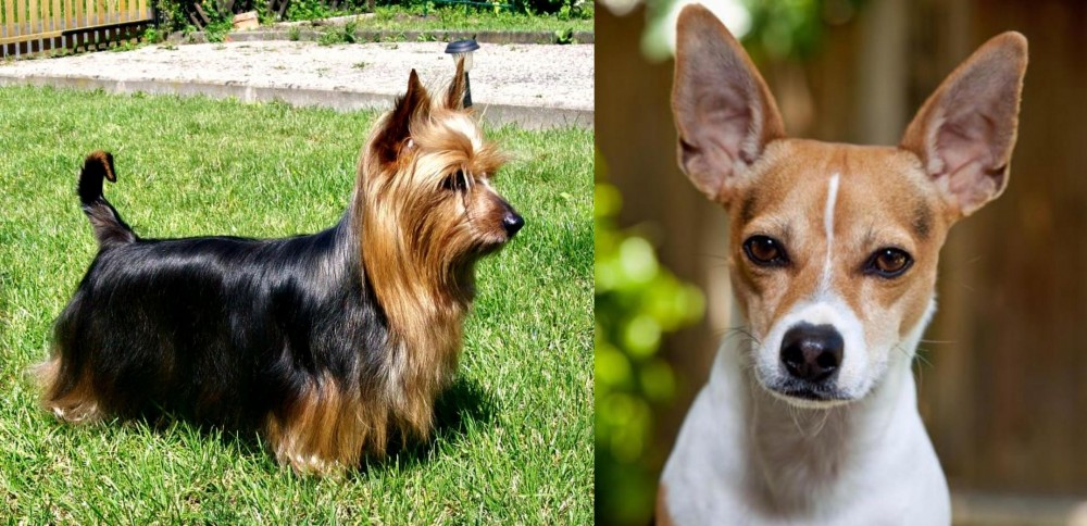 Rat Terrier vs Australian Silky Terrier - Breed Comparison