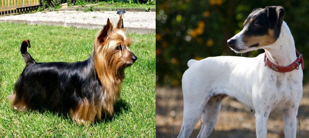Ratonero Bodeguero Andaluz vs Australian Silky Terrier - Breed Comparison