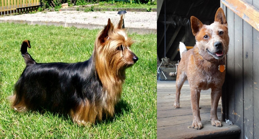 Red Heeler vs Australian Silky Terrier - Breed Comparison