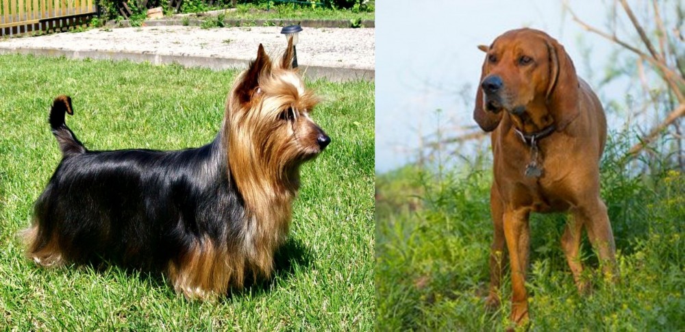 Redbone Coonhound vs Australian Silky Terrier - Breed Comparison