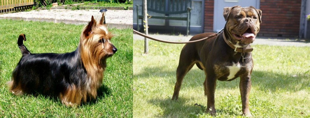 Renascence Bulldogge vs Australian Silky Terrier - Breed Comparison