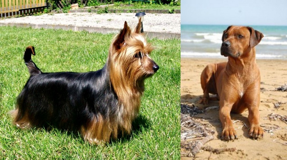 Rhodesian Ridgeback vs Australian Silky Terrier - Breed Comparison