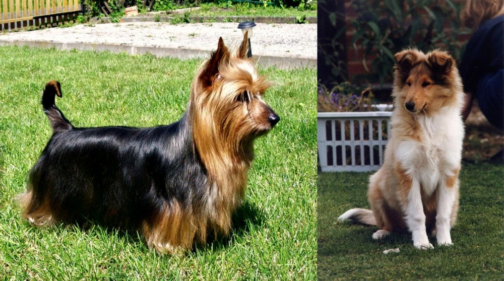 Rough Collie vs Australian Silky Terrier - Breed Comparison