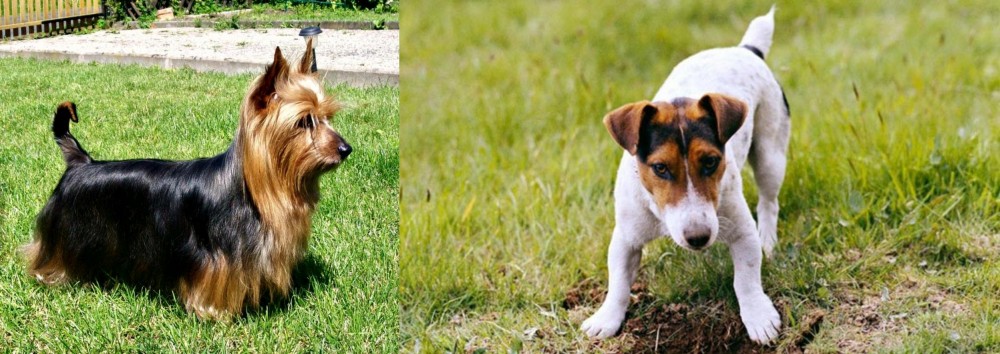 Russell Terrier vs Australian Silky Terrier - Breed Comparison