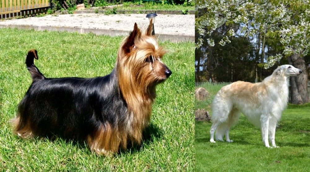 Russian Hound vs Australian Silky Terrier - Breed Comparison