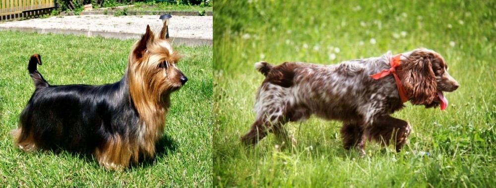 Russian Spaniel vs Australian Silky Terrier - Breed Comparison
