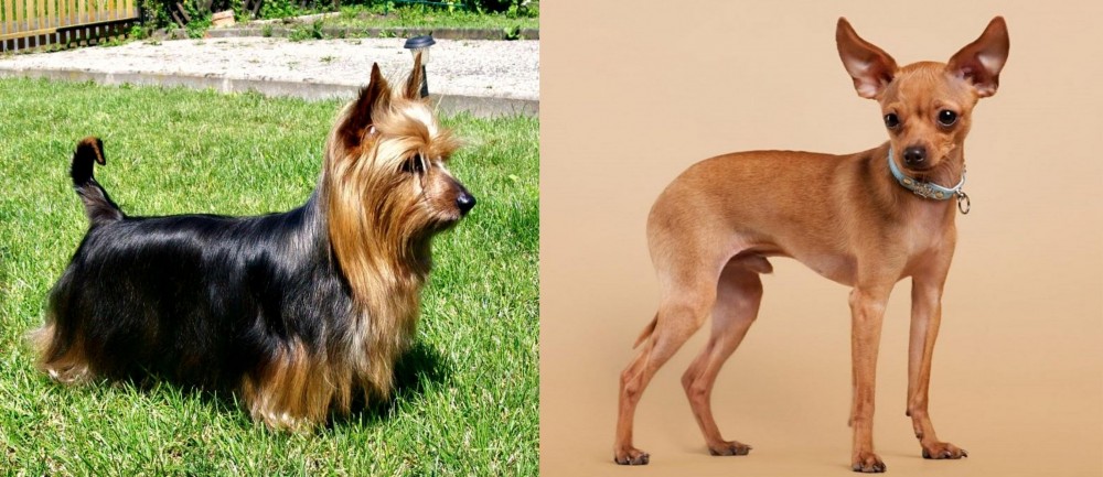 Russian Toy Terrier vs Australian Silky Terrier - Breed Comparison