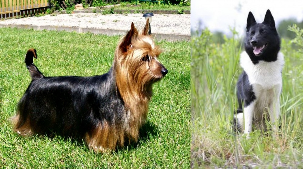 Russo-European Laika vs Australian Silky Terrier - Breed Comparison