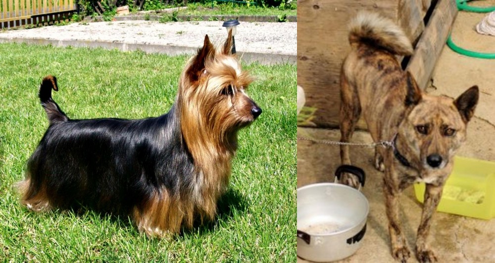 Ryukyu Inu vs Australian Silky Terrier - Breed Comparison
