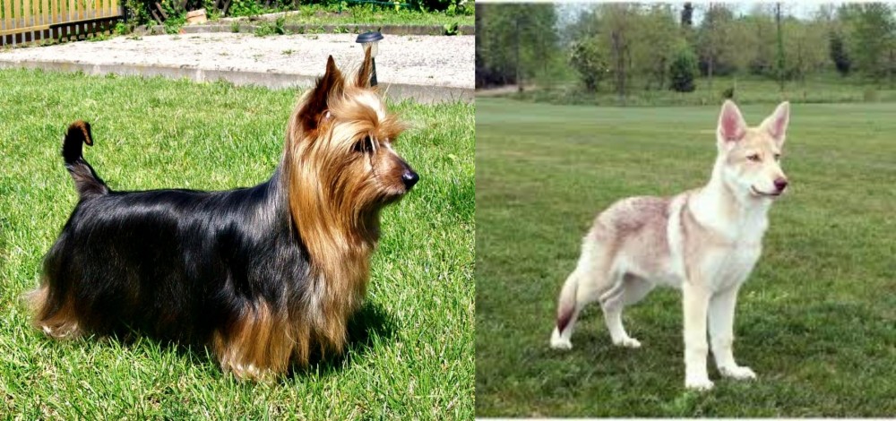 Saarlooswolfhond vs Australian Silky Terrier - Breed Comparison