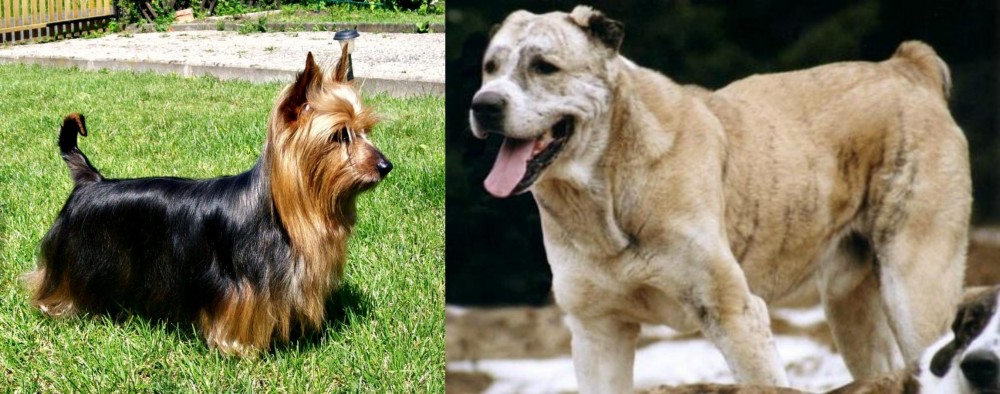 Sage Koochee vs Australian Silky Terrier - Breed Comparison