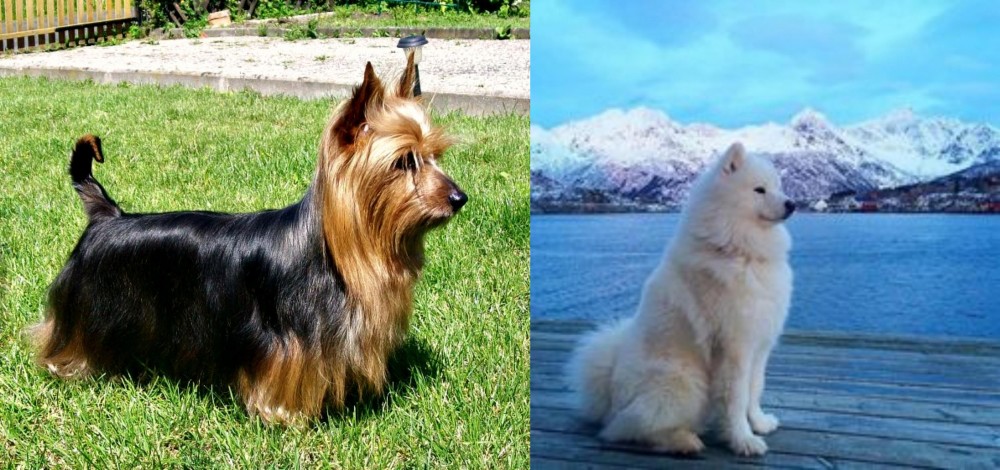Samoyed vs Australian Silky Terrier - Breed Comparison