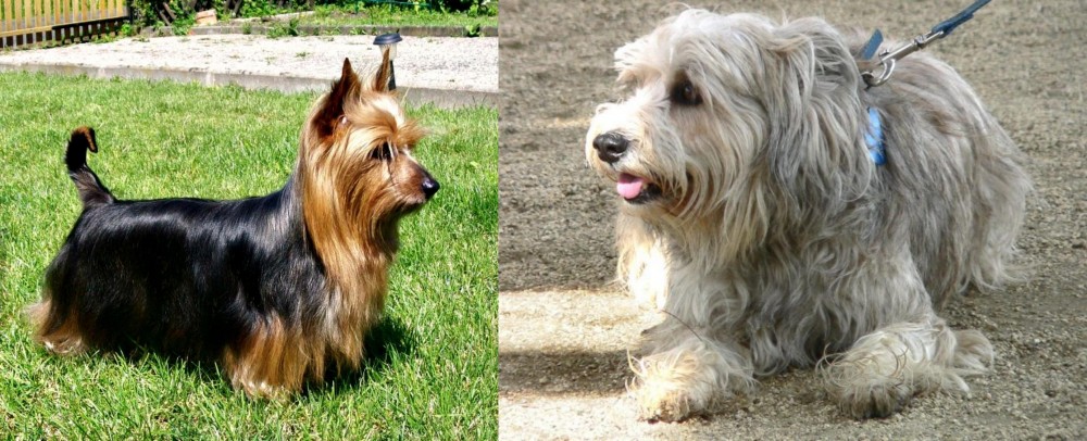 Sapsali vs Australian Silky Terrier - Breed Comparison