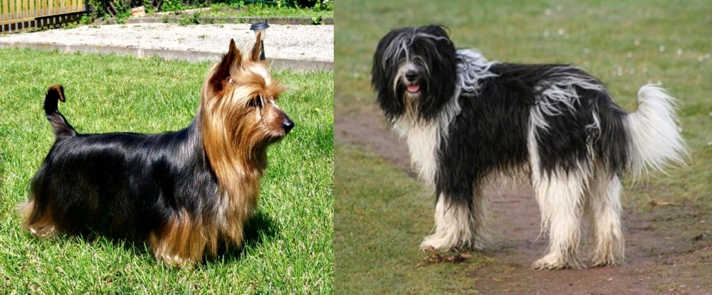 Schapendoes vs Australian Silky Terrier - Breed Comparison