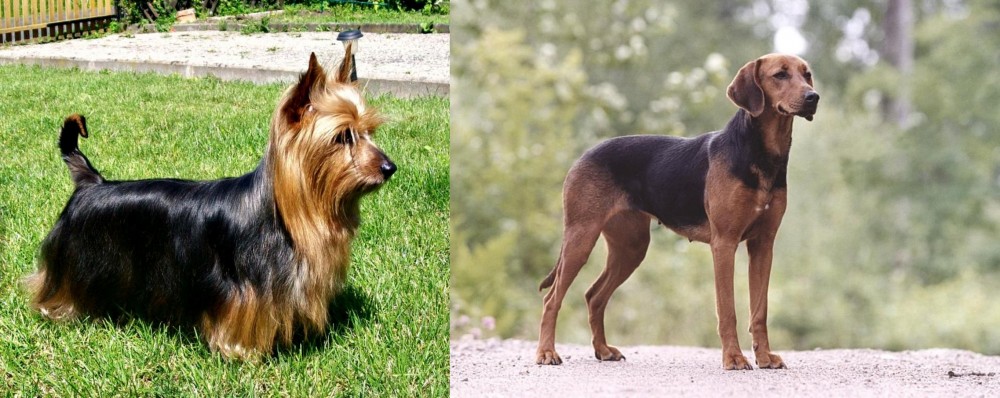 Schillerstovare vs Australian Silky Terrier - Breed Comparison