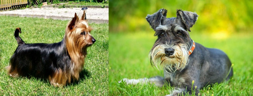 Schnauzer vs Australian Silky Terrier - Breed Comparison