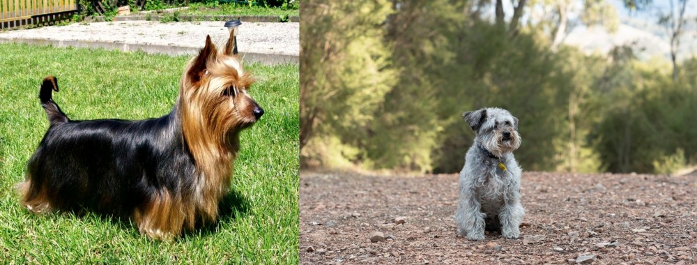 Schnoodle vs Australian Silky Terrier - Breed Comparison