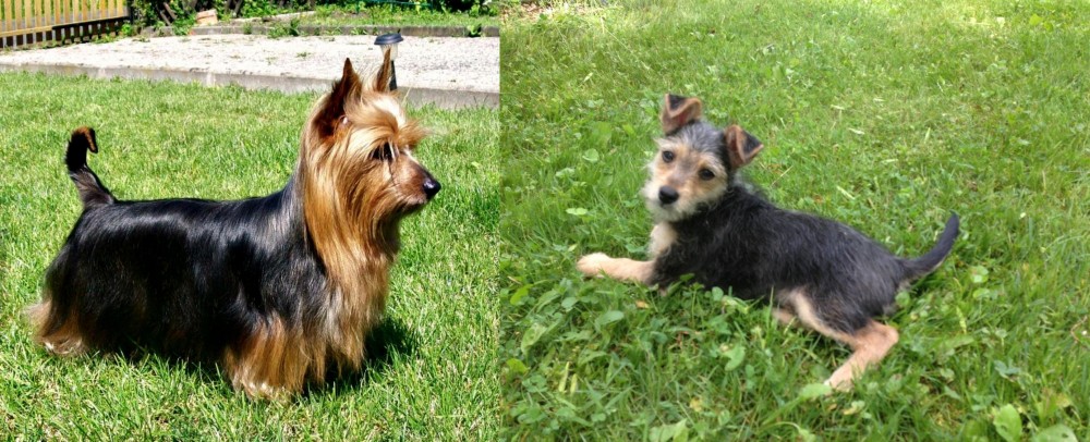 Schnorkie vs Australian Silky Terrier - Breed Comparison