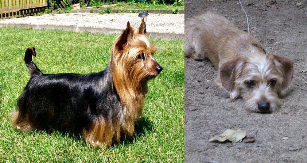 Schweenie vs Australian Silky Terrier - Breed Comparison