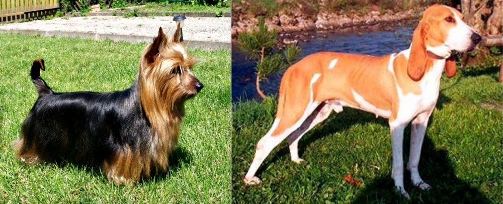 Schweizer Laufhund vs Australian Silky Terrier - Breed Comparison