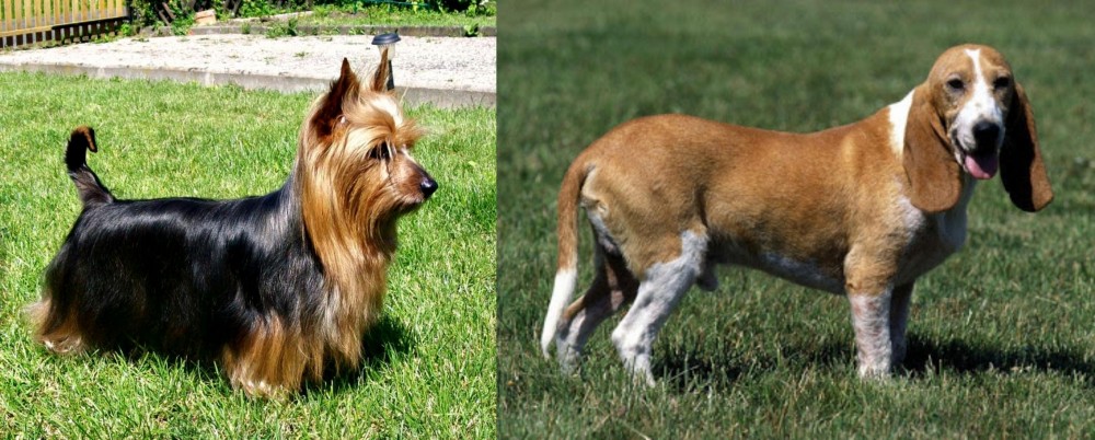 Schweizer Niederlaufhund vs Australian Silky Terrier - Breed Comparison
