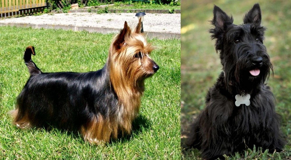 Scoland Terrier vs Australian Silky Terrier - Breed Comparison