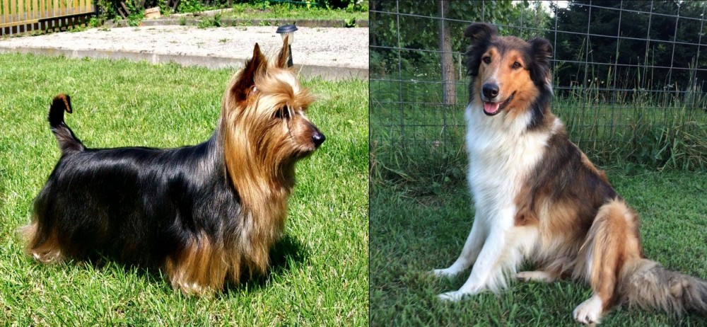 Scotch Collie vs Australian Silky Terrier - Breed Comparison