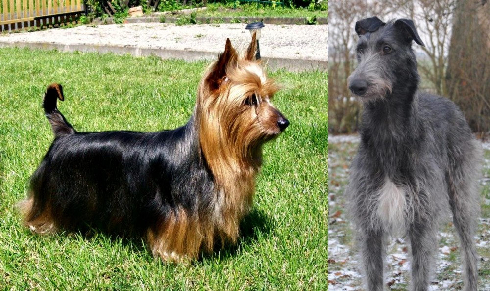 Scottish Deerhound vs Australian Silky Terrier - Breed Comparison