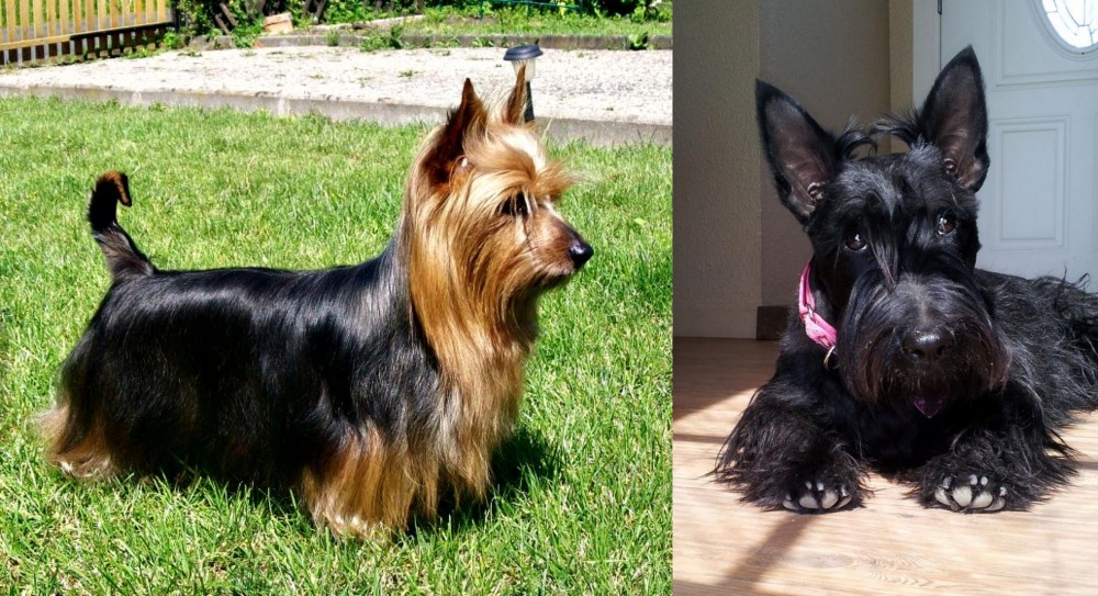 Scottish Terrier vs Australian Silky Terrier - Breed Comparison