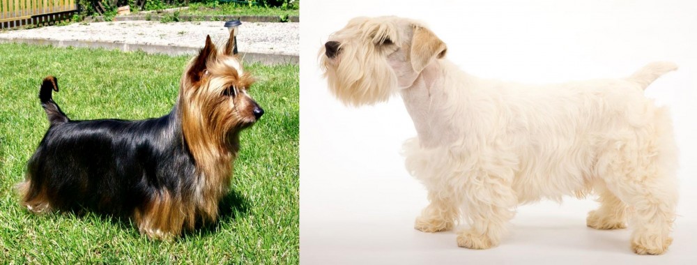 Sealyham Terrier vs Australian Silky Terrier - Breed Comparison
