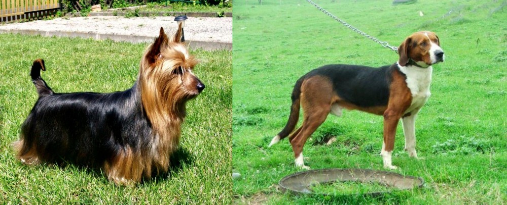 Serbian Tricolour Hound vs Australian Silky Terrier - Breed Comparison