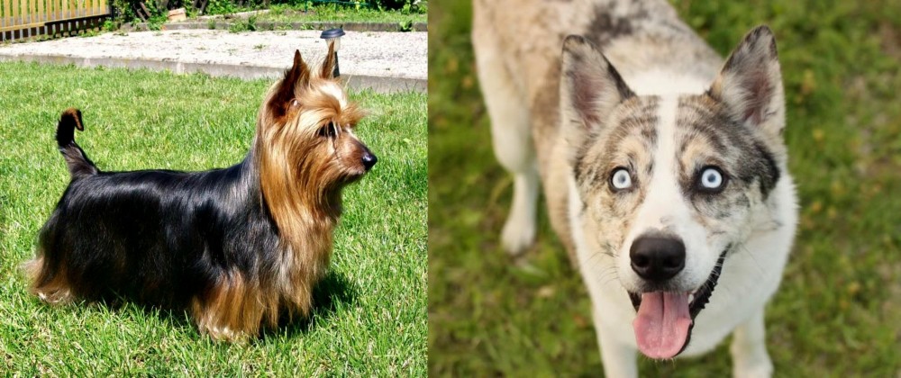 Shepherd Husky vs Australian Silky Terrier - Breed Comparison