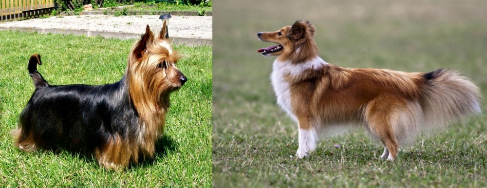 Shetland Sheepdog vs Australian Silky Terrier - Breed Comparison