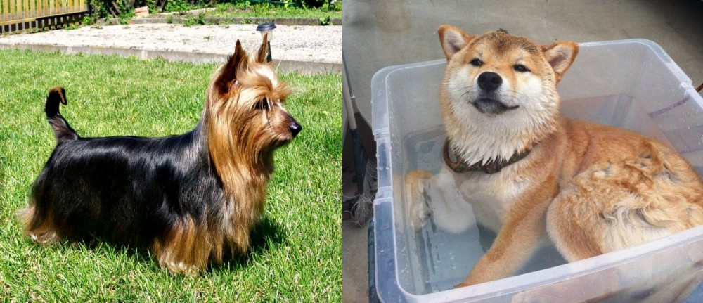 Shiba Inu vs Australian Silky Terrier - Breed Comparison