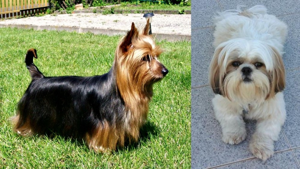 Shih Tzu vs Australian Silky Terrier - Breed Comparison