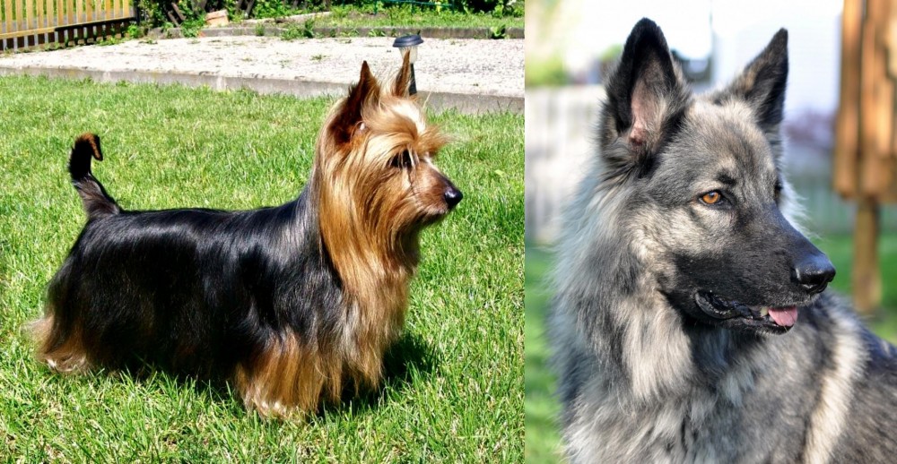 Shiloh Shepherd vs Australian Silky Terrier - Breed Comparison