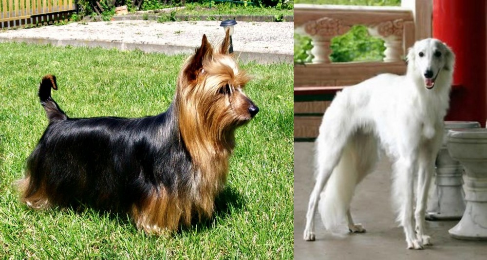 Silken Windhound vs Australian Silky Terrier - Breed Comparison