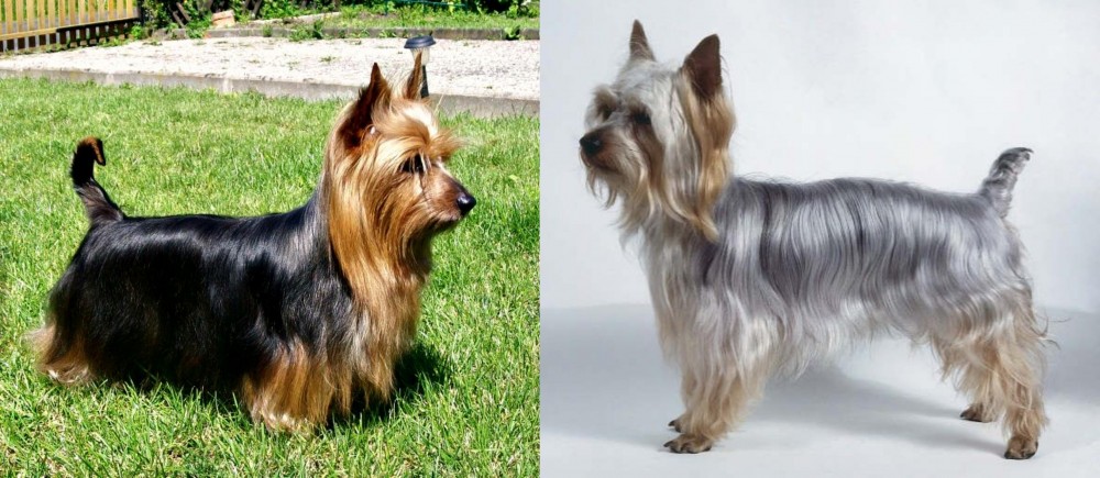 Silky Terrier vs Australian Silky Terrier - Breed Comparison