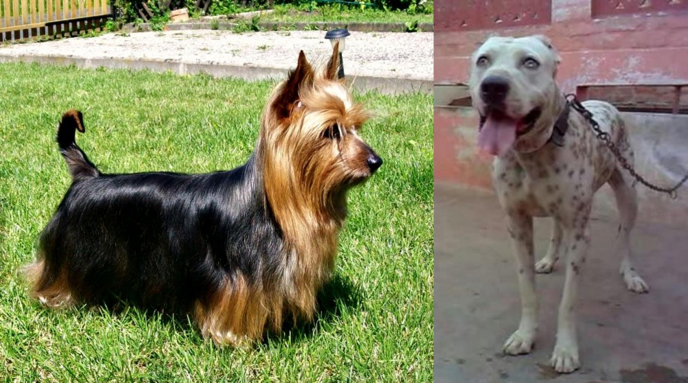 Sindh Mastiff vs Australian Silky Terrier - Breed Comparison