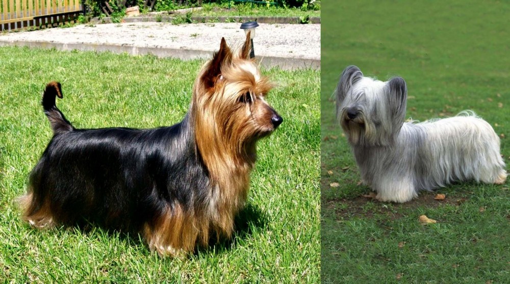 Skye Terrier vs Australian Silky Terrier - Breed Comparison