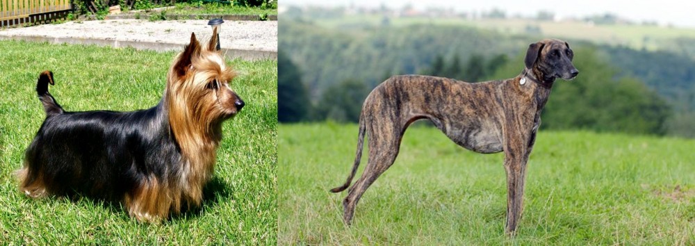 Sloughi vs Australian Silky Terrier - Breed Comparison