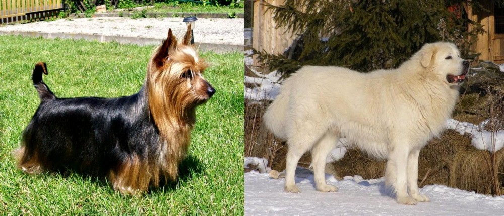 Slovak Cuvac vs Australian Silky Terrier - Breed Comparison