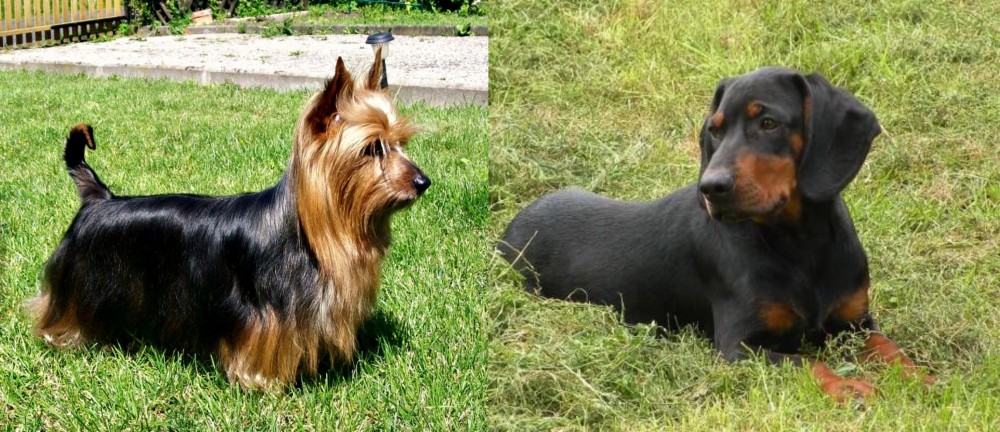 Slovakian Hound vs Australian Silky Terrier - Breed Comparison
