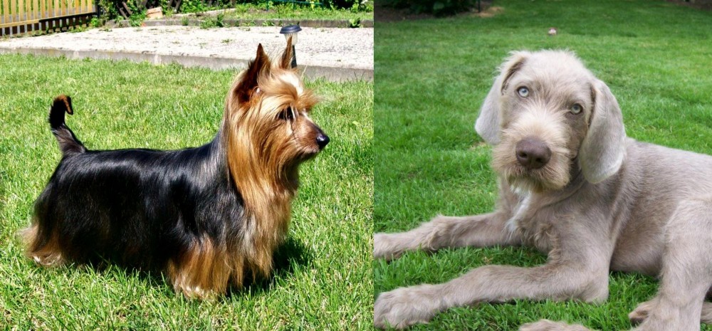 Slovakian Rough Haired Pointer vs Australian Silky Terrier - Breed Comparison